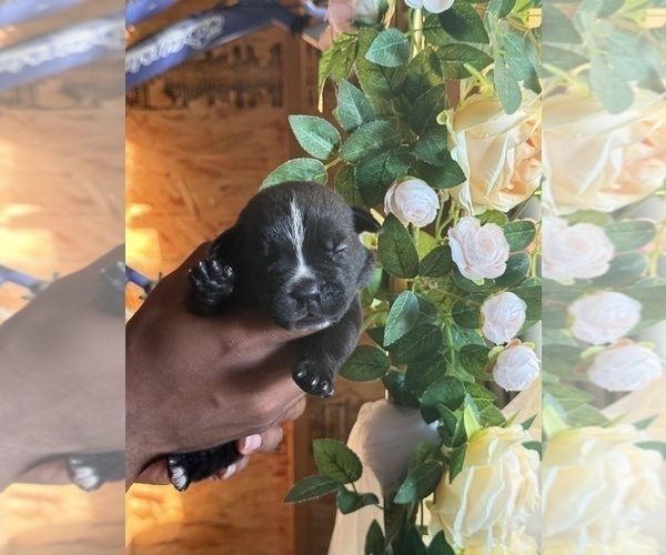 Medium Photo #10 Cane Corso Puppy For Sale in VAN BUREN TWP, MI, USA