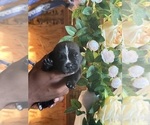 Small #9 Cane Corso
