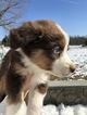Small Photo #5 Australian Shepherd Puppy For Sale in ANDOVER, NJ, USA