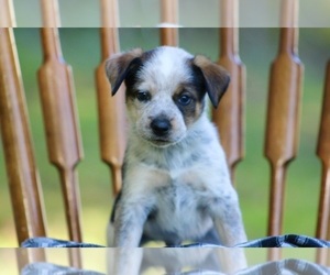 American Pit Bull Terrier-Australian Shepherd Mix Litter for sale in PROSPECT, VA, USA