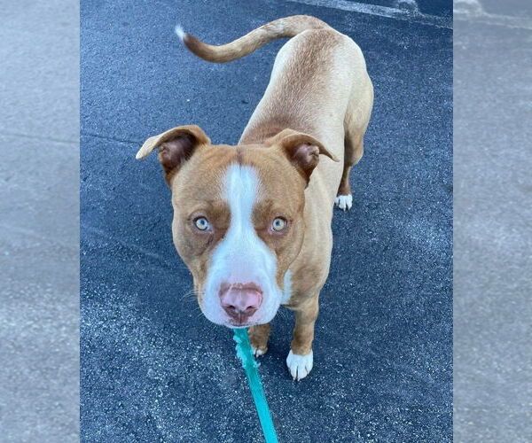 Medium Photo #2 Mutt Puppy For Sale in Candler, NC, USA