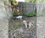 Small #2 Mutt
