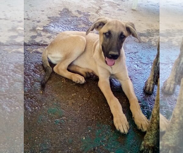 Medium Photo #18 Mutt Puppy For Sale in Apple Valley, CA, USA