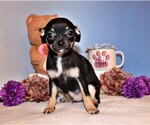 Puppy Frack Chihuahua