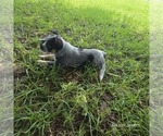 Small Photo #7 Australian Cattle Dog Puppy For Sale in LAURINBURG, NC, USA