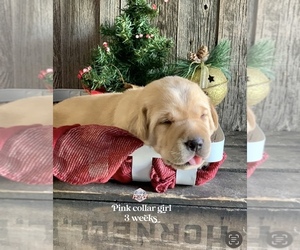 Labrador Retriever Puppy for sale in PAW PAW, MI, USA