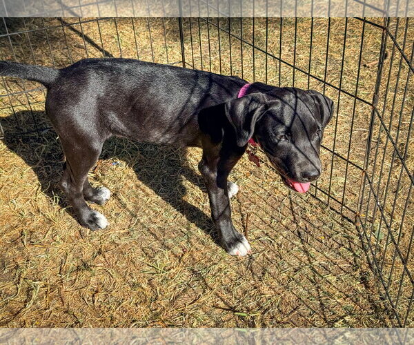 Medium Photo #1 Labrador Retriever-Unknown Mix Puppy For Sale in San Diego, CA, USA