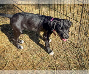 Labrador Retriever-Unknown Mix Dogs for adoption in San Diego, CA, USA