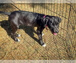 BP Dew - Female Labrador Retriever-Unknown Mix Dog for Adoption - Small photo