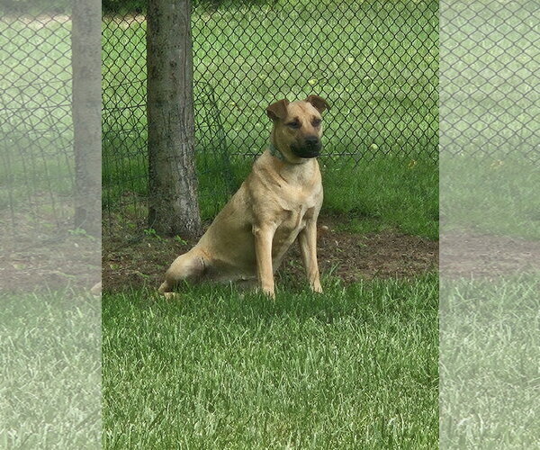 Medium Photo #5 Black Mouth Cur-Unknown Mix Puppy For Sale in Rockaway, NJ, USA
