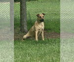 Small #4 Black Mouth Cur Mix