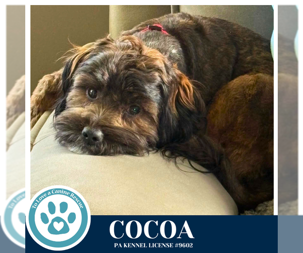 Medium Photo #8 Shih Tzu-Unknown Mix Puppy For Sale in Kimberton, PA, USA