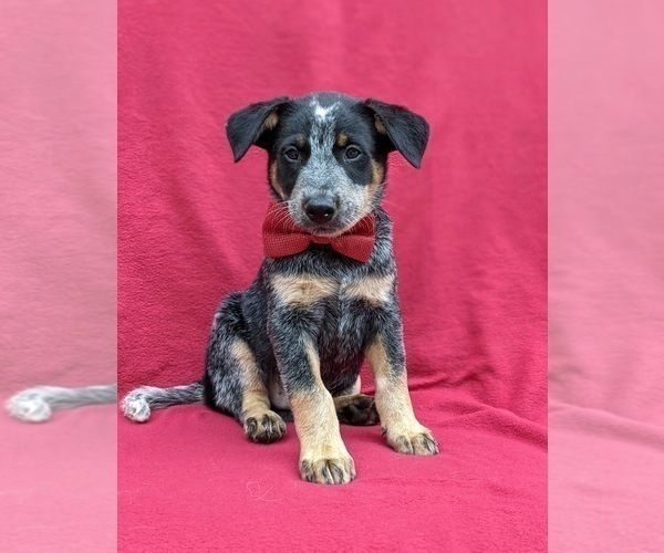 Medium Photo #1 Australian Cattle Dog Puppy For Sale in HOLTWOOD, PA, USA