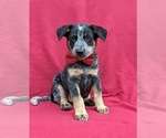 Small Photo #1 Australian Cattle Dog Puppy For Sale in HOLTWOOD, PA, USA