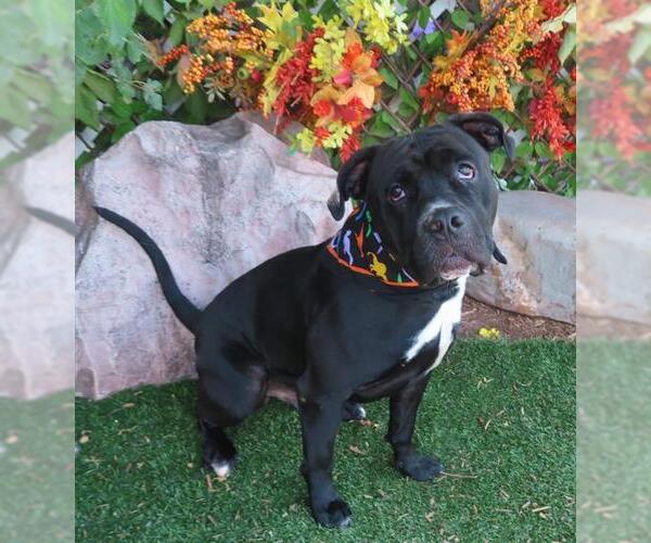 Medium Photo #1 American Pit Bull Terrier-Unknown Mix Puppy For Sale in Oklahoma City, OK, USA