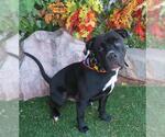 Small American Pit Bull Terrier Mix