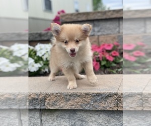 Pomeranian Puppy for Sale in CANOGA, New York USA