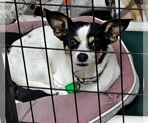 Dash and Bijou - Male Chi-Chon Dog for Adoption - Photo #2