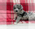 Small Photo #10 Aussiedoodle Puppy For Sale in SPARTA, MO, USA