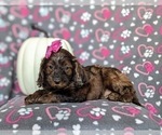 Small Photo #6 Cockapoo Puppy For Sale in KIRKWOOD, PA, USA