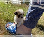 Small Photo #32 Shih Tzu Puppy For Sale in VENETA, OR, USA