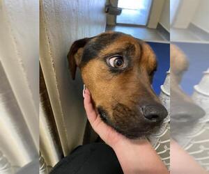 Rottweiler-American Pit Bull Terrier Dogs for adoption in Sanford, FL, USA