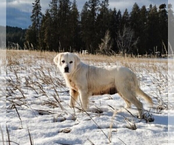 Medium Photo #1 Golden Retriever Puppy For Sale in COEUR D ALENE, ID, USA