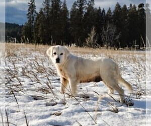 Mother of the Golden Retriever puppies born on 03/08/2025