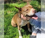 Small #8 American Staffordshire Terrier