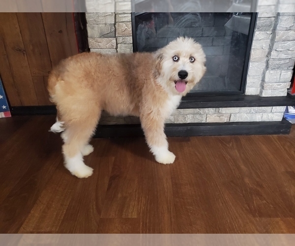 Medium Photo #8 Bernedoodle-Poodle (Toy) Mix Puppy For Sale in BLACK FOREST, CO, USA