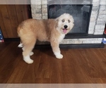 Small Photo #8 Bernedoodle-Poodle (Toy) Mix Puppy For Sale in BLACK FOREST, CO, USA