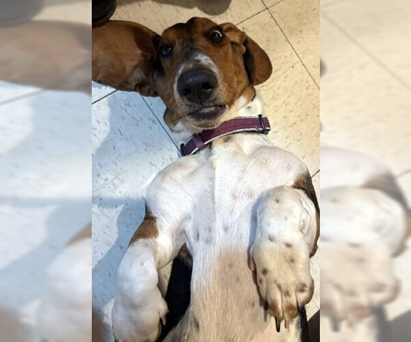 Medium Photo #4 Basset Hound Puppy For Sale in Deepwater, NJ, USA