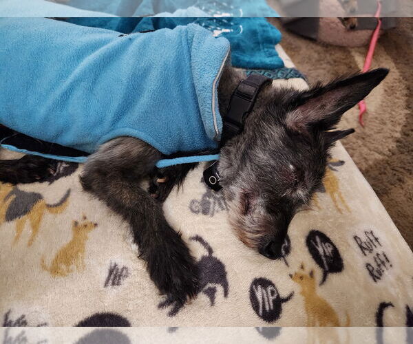 Medium Photo #10 Cairn Terrier-Unknown Mix Puppy For Sale in Princeton, MN, USA