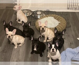 French Bulldog Puppy for sale in PURCELL, OK, USA