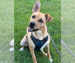 German Shepherd Dog Dogs for adoption in Redlands, CA, USA