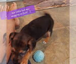 Small #2 Labrador Retriever Mix