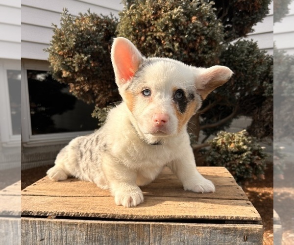 Medium Photo #5 Pembroke Welsh Corgi Puppy For Sale in MIDDLEBURY, IN, USA