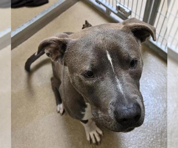 Medium Photo #2 Mutt Puppy For Sale in Sacramento, CA, USA