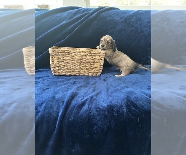 Medium Photo #21 Dachshund Puppy For Sale in MEMPHIS, TN, USA