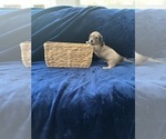 Small #20 Dachshund