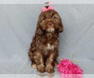 Cockapoo Puppy for sale in MILLERSBURG, OH, USA
