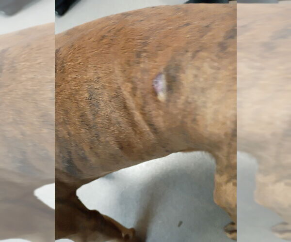 Medium Photo #3 Mutt Puppy For Sale in La Porte, IN, USA