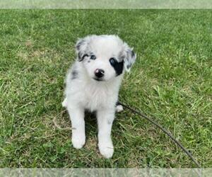 Australian Shepherd Puppy for sale in WINDSOR, MO, USA