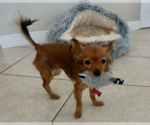 Small Photo #3 Chihuahua Puppy For Sale in San Diego, CA, USA