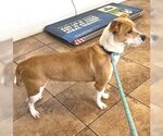 Small Photo #2 Dachshund-Jack Russell Terrier Mix Puppy For Sale in Los Angeles, CA, USA