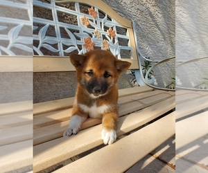 Shiba Inu Puppy for Sale in LAS VEGAS, Nevada USA
