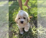 Small #14 Bichpoo