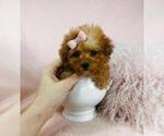 Small #11 Poodle (Toy)