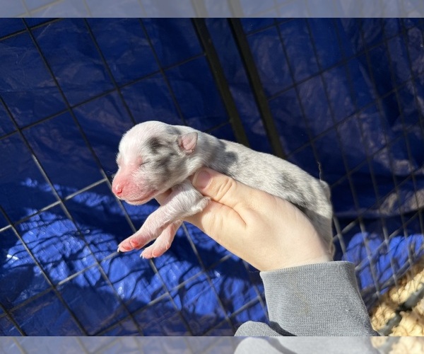 Medium Photo #1 Australian Shepherd Puppy For Sale in PISGAH, AL, USA