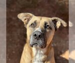 Small Photo #18 Mutt Puppy For Sale in Kanab, UT, USA